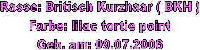 Rasse: Britisch Kurzhaar ( BKH )
Farbe: lilac tortie point
Geb. am: 09.07.2006